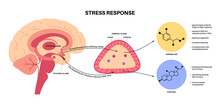 Stress Responce System
