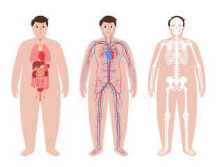 Wall Mural - Human body systems