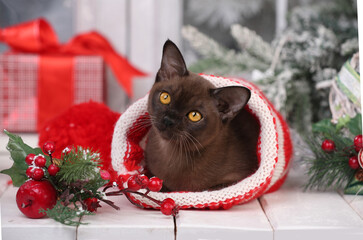  Kitten plays with a Christmas toy. New year season, holidays and celebration. Naughty cute kitten near fir tree.Happy white cat plays with a Christmas toy