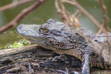 Young Alligator On Log Close-up