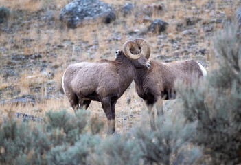 Poster - Big Horn Ram's