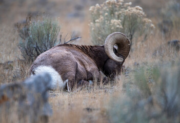 Poster - Big Horn Ram's