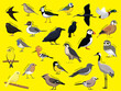 European Birds with Name Cartoon Character Set 1