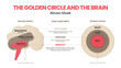 The Golden Circle and brain illustration of Simon Sinek are 3 elements starting with a Why question. Diagram vector presentation inform the origin of human performance or behavior of user target goal