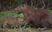 Closeup Portrait Of Mother And Baby Capybara Hydrochoerus Hydrochaeris Resting Together Bolivia.