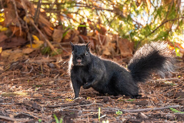 Wall Mural - close up of a cute chubby grey squirrel sitting on the pine needles filled ground on a sunny morning with one front leg holding close to its chest