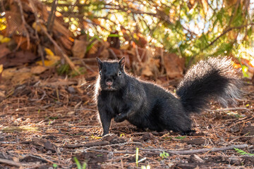 Sticker - close up of a cute chubby grey squirrel sitting on the pine needles filled ground on a sunny morning with one front leg holding close to its chest