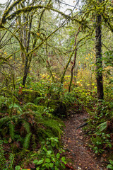 Wall Mural - damp and muddy path in the forest covered with beautiful orange fall leaves