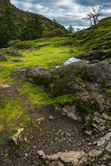 Wall Mural - summit of a small hill covered with green moss under the overcast cloudy sky