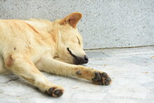 View Of A Dog Sleeping On Footpath