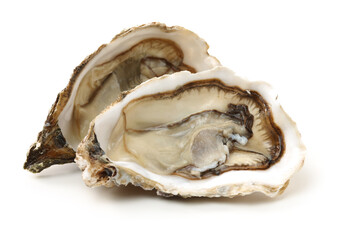 Wall Mural - Fresh oyster on white background