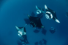 Wide Angle View Of A School Of Manta Rays, In Baa Atoll ,madives