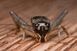 Close-up shot of a cricket jumping on a wooden table to play with the lights.