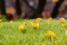 芝生におちた黄色いイチョウの葉　東京、赤坂にある東京ミッドタウン