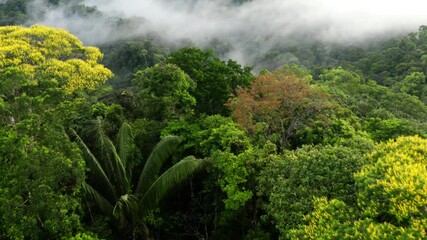 Aerial view flying closely over a diverse tropical forest canopy: nature background of different types of trees in the Amazon forest