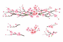 Cherry Blossom Branch With Sakura Flower. Watercolor Cherry Blossom Vector. Watercolor Cherry Bud. Pink Sakura Flower Background. Sakura On White Background. Cherry Blossom Flower Blooming Vector.