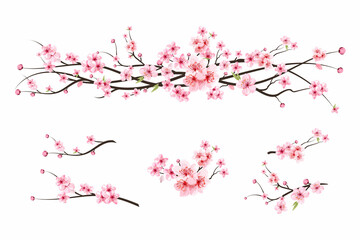 cherry blossom branch with sakura flower. watercolor cherry blossom vector. watercolor cherry bud. p