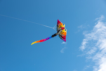 Wall Mural - colorful kites flying over the sky