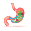 Best foods for digestive system, Strong healthy stomach character. X Ray showing fruit and vegetable inside human stomach. Medical and healthcare food eating concept. 3D Vector illustration.