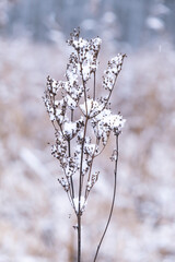 A branch of delicate dried flowers in snow crystals in the frost in gray beige tones. Soft winter morning light in the haze. Vertical nature poster with gradient.