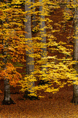 Wall Mural - autumn leaves in the water