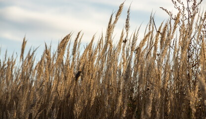 Naklejka na meble Dry grass flowers in the sky background. Close view of grass stems against sky. Calm and natural background.