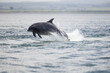 adult bottlenose dolphin breach. Wild Tursiops truncatus bottlenose dolphins swimming free in Scotland in the Moray firth wild hunting for salmon