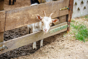 Wall Mural - Faces of goats close up. A funny white goat peeps out from behind an old wooden fence. The head of a brown goat is pulled over the fence.