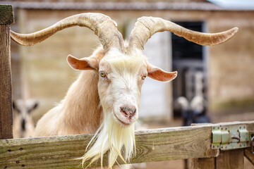 Wall Mural - Faces of goats close up. A funny white goat peeps out from behind an old wooden fence. The head of a brown goat is pulled over the fence.