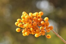 Gold Chinaberries In Fall Close-up