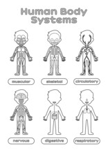 Set Of Human Body Systems For Little Children. Worksheet For Anatomy And Biology Lesson. Education For Kids. Image For Printing. Flat Cartoon Style. Black And White Color. Vector Stock Illustration.