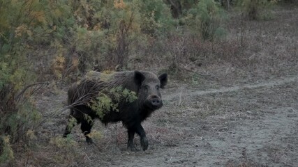 wild boar (sus scrofa) comes out of the forest