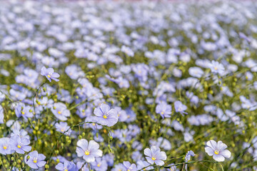 Canvas Print - Pure pale blue flowering common flax plants on the field of a specialized grower near the village of Sint-Annaland on the former Dutch island of Tholen, province of Zeeland.