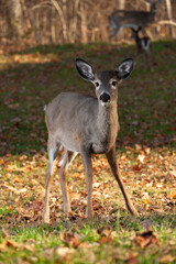 Wall Mural - One deer up close with others leaving behind