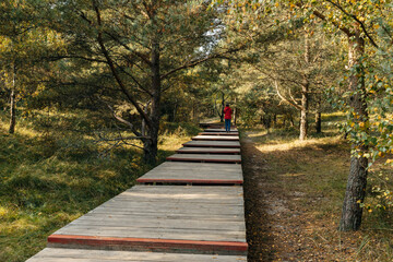 An ecological Wooden walkway (promenade) through the forest in a public park, a man in red clothes stands with his back and takes pictures on his phone. Curonian Spit.