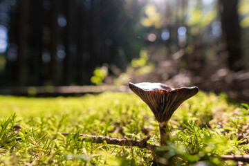 Wall Mural - A lonely mushroom in a clearing forest under the rays of the sun, close-up.