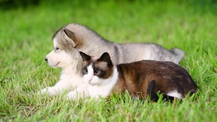 Poster - Alaskan  malamute puppy and cat sit together on green summer grass in profile