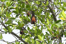 A Large The Indian Flying Fox (Pteropus Medius) Hangs Upside Down On A Fruit Tree Against A Background Of Green Foliage