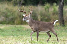 Whitetail Deer Buck In Texas Farmland