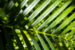 Zielone tropikalne liście 