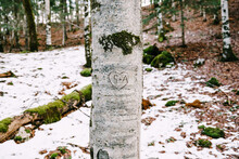 Tree Trunk With A Carved Heart And Initials In Biogradska Gora Park. Montenegro