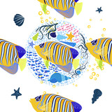 Fototapeta  - Emperor angelfish Pomacanthus imperator on white, sea animal wildlife character. Nature underwater, marine wild ocean zoo fish.