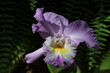 Orchidee, violett, lila, Blüten, Orchideen, Blumen, Garten