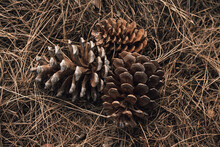 The Pine Cones Are On Dry Needles.