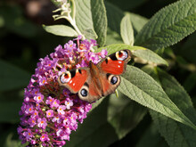 Aglais Io Or European Peacock. Colourful Butterfly, Dorsal Side With Red Wings With Black, Blue And Yellow Eyespots On Wings