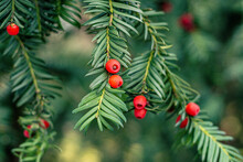 Fruits And Leaves Of A Common Yew