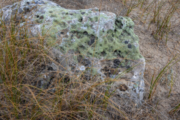 Wall Mural - Lichen on a rock in Pobiti Kamani - natural phenomenon called Stone Forest in Bulgaria