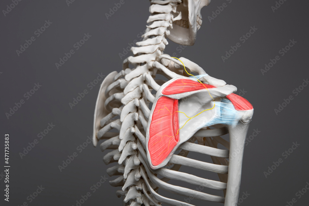Shoulder anatomy medical condition, human skeleton, bone, tendon and muscle