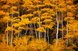 © Lace Andersen - aspen trees in fall