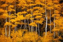 Aspen Trees In Fall
